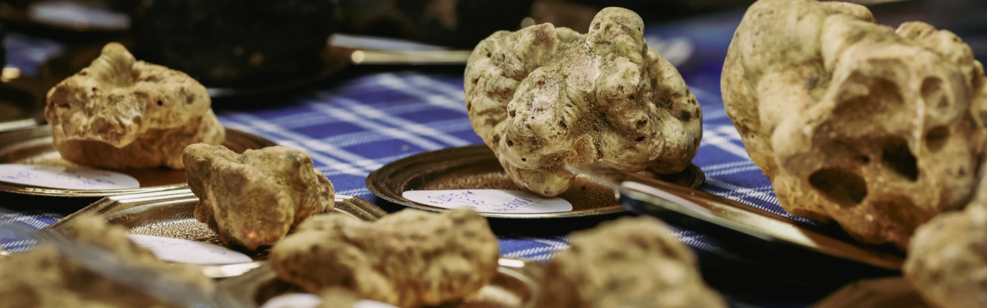 White Truffle Exhibition in San Miniato Pisa