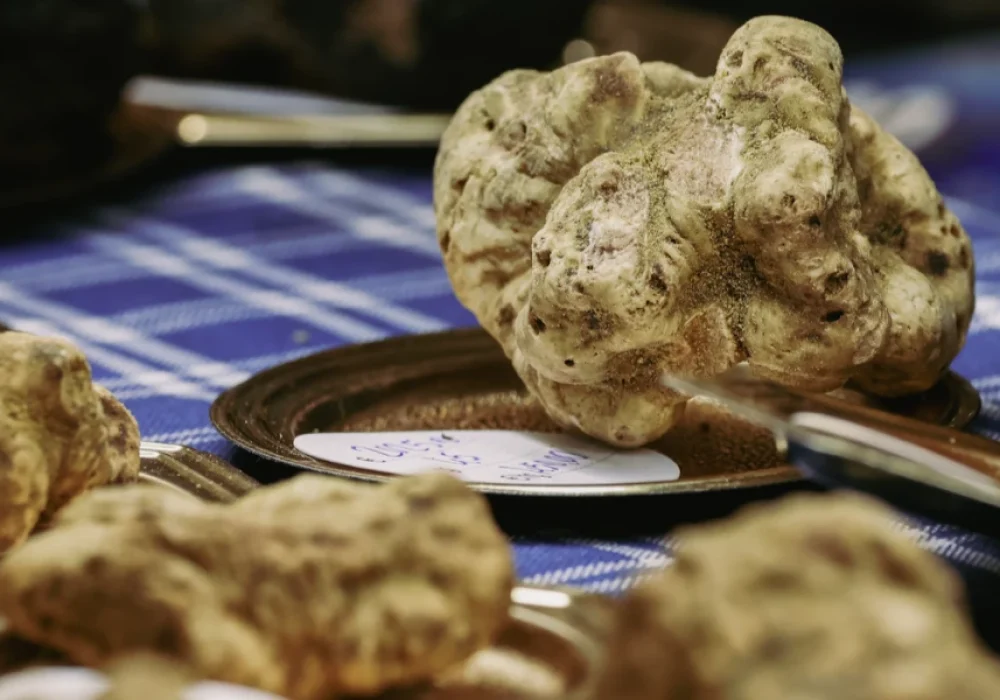 White Truffle Exhibition in San Miniato Pisa
