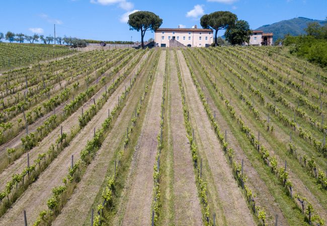 Villa in Capannori - Fattoria Camigliano Wine Estate Villa in Capannori - Fattoria Camigliano Wine Estate